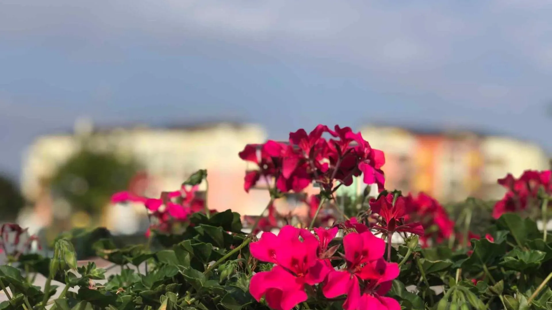 Houses And Apt In Caorle 43917 Apartment